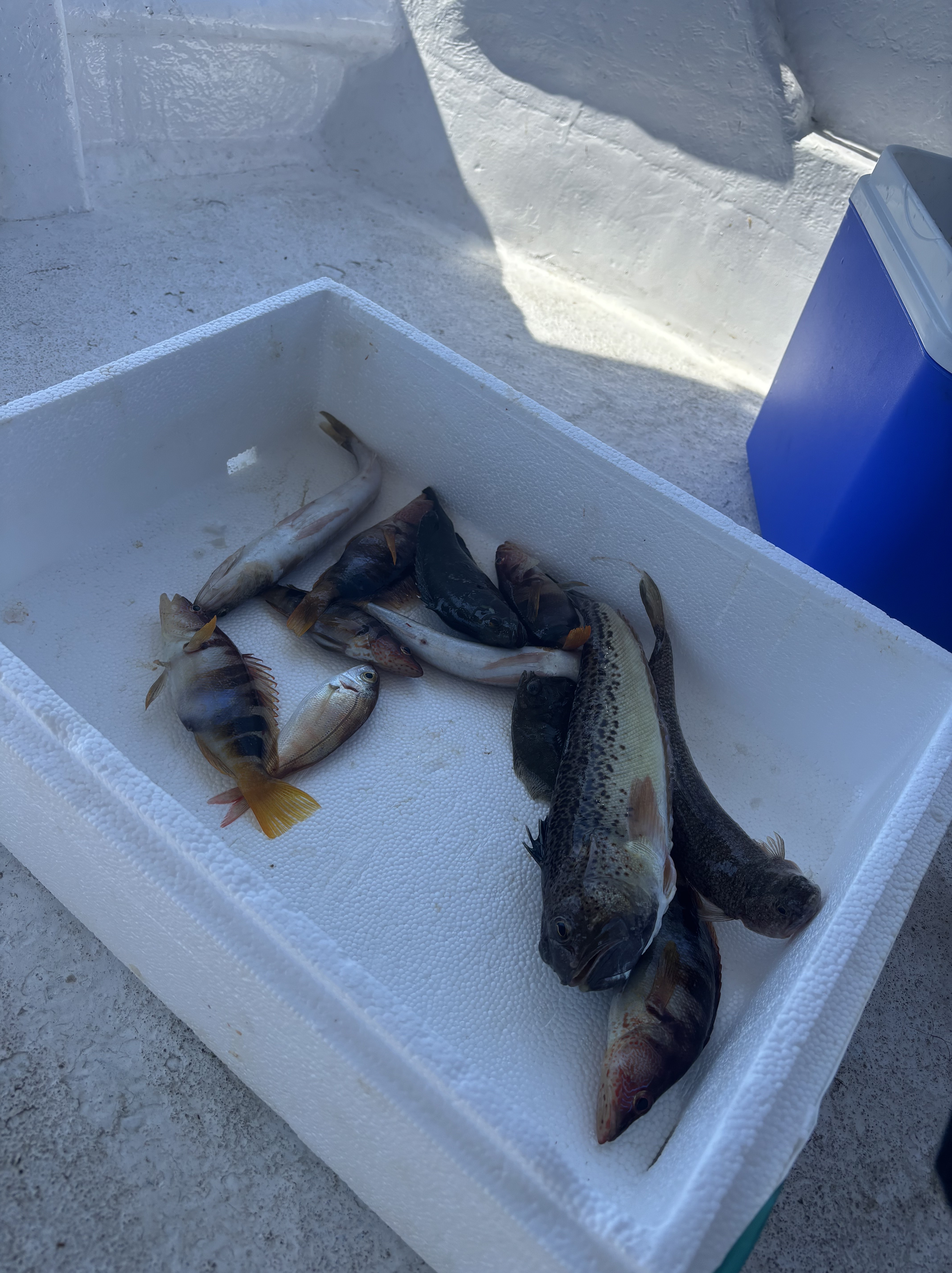 today's catch